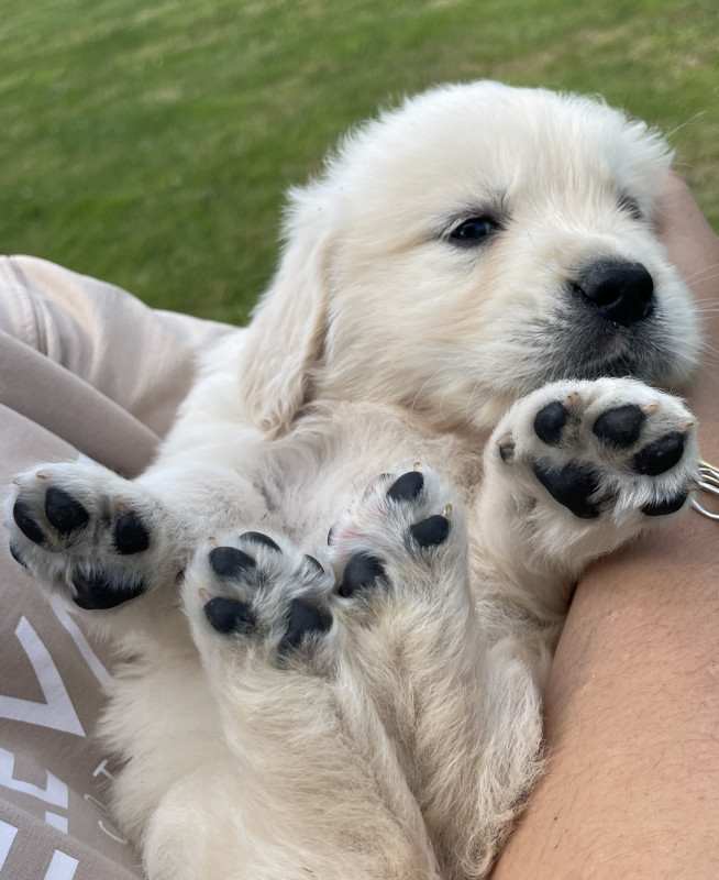 Golden Retriever - (Sans Affixe)