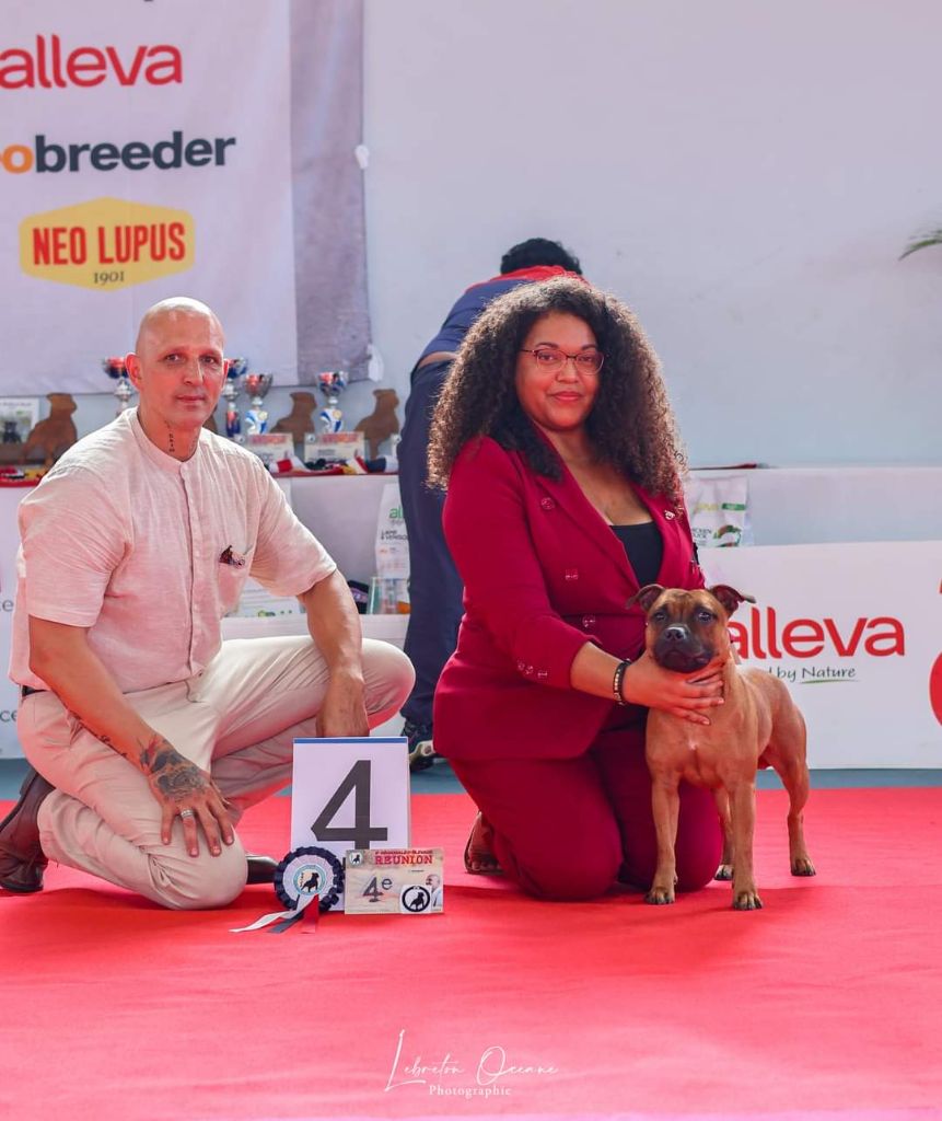 Tite kafrine domiel Metis Of Darkness - Classe Intermédiaire Femelle : 4eme Ex + TAN + Confirmation