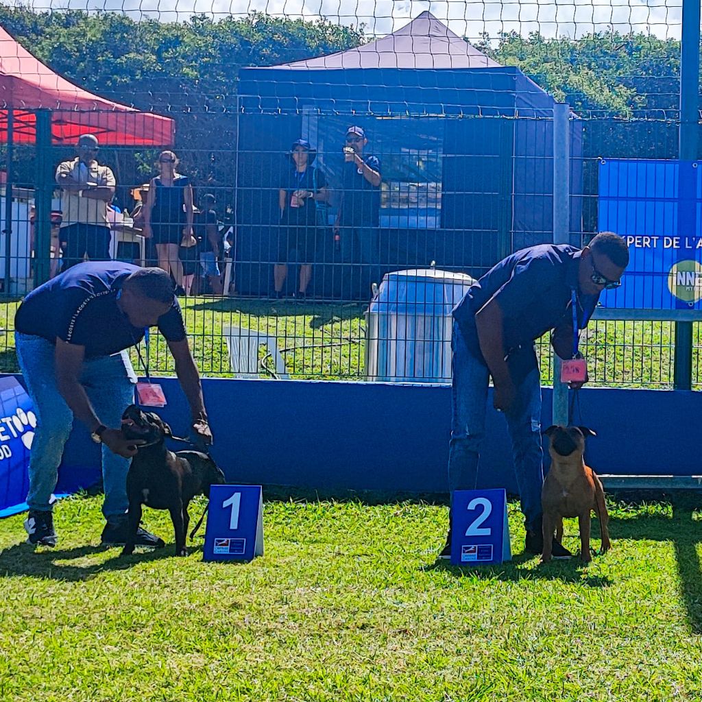 Tite kafrine domiel Metis Of Darkness - Classe Jeune Femelle : 2éme Excellent + 2éme Classe Paire (avec sa soeur)