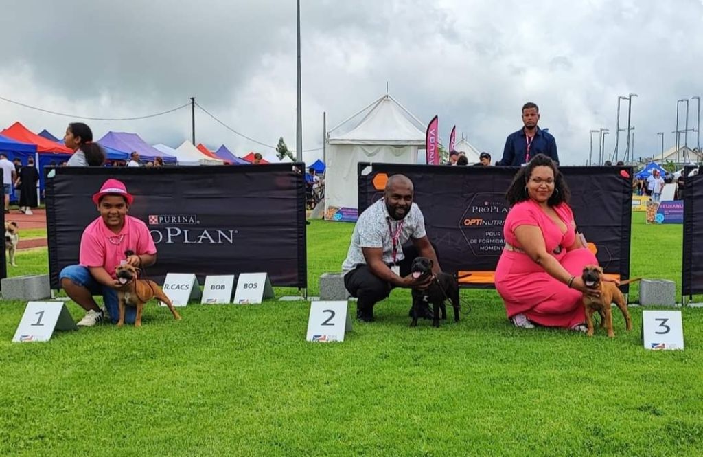 Tite kafrine domiel Metis Of Darkness - Classe Baby Femelle : 3eme Prometteur