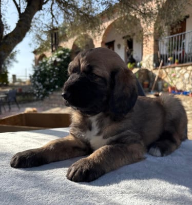 Les chiots de Levrier afghan