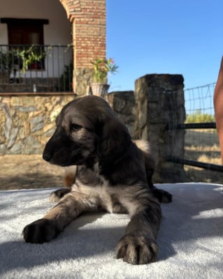 Les chiots de Levrier afghan