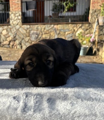 Les chiots de Levrier afghan