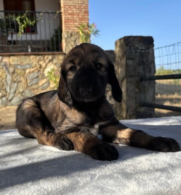 Les chiots de Levrier afghan