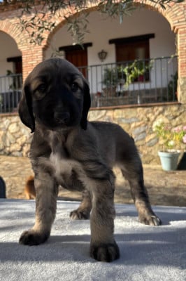 Les chiots de Levrier afghan