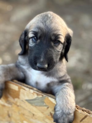Les chiots de Levrier afghan
