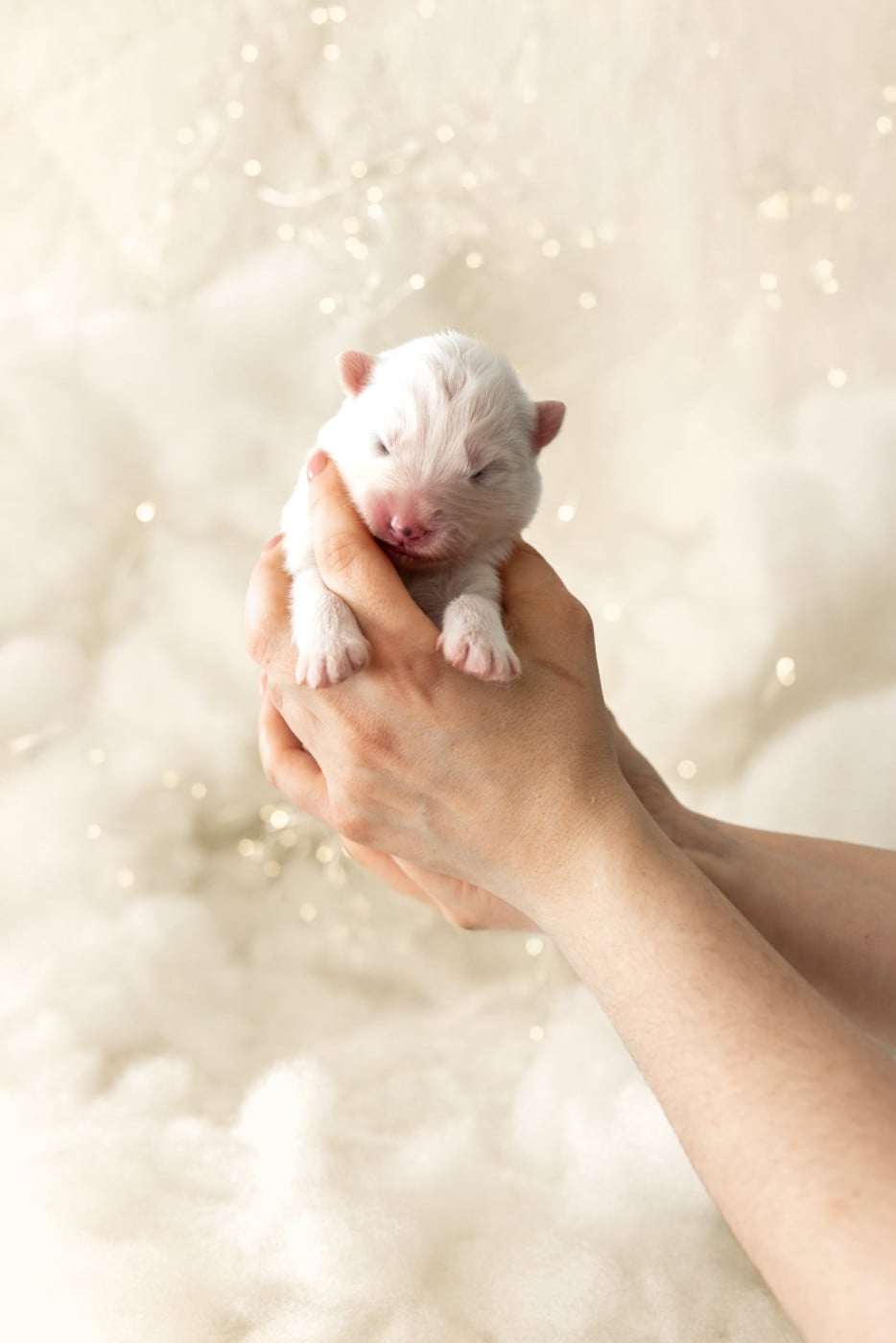 Chiot N°2 - Samoyède