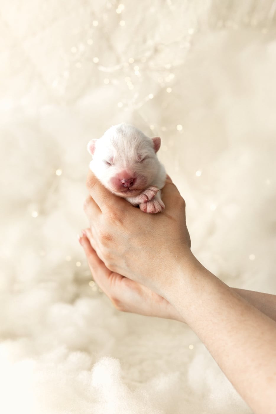 Chiot N°3 - Samoyède