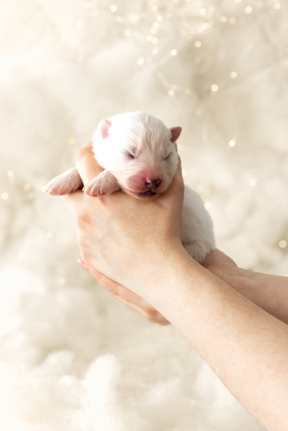 Chiot N°4 - Samoyède