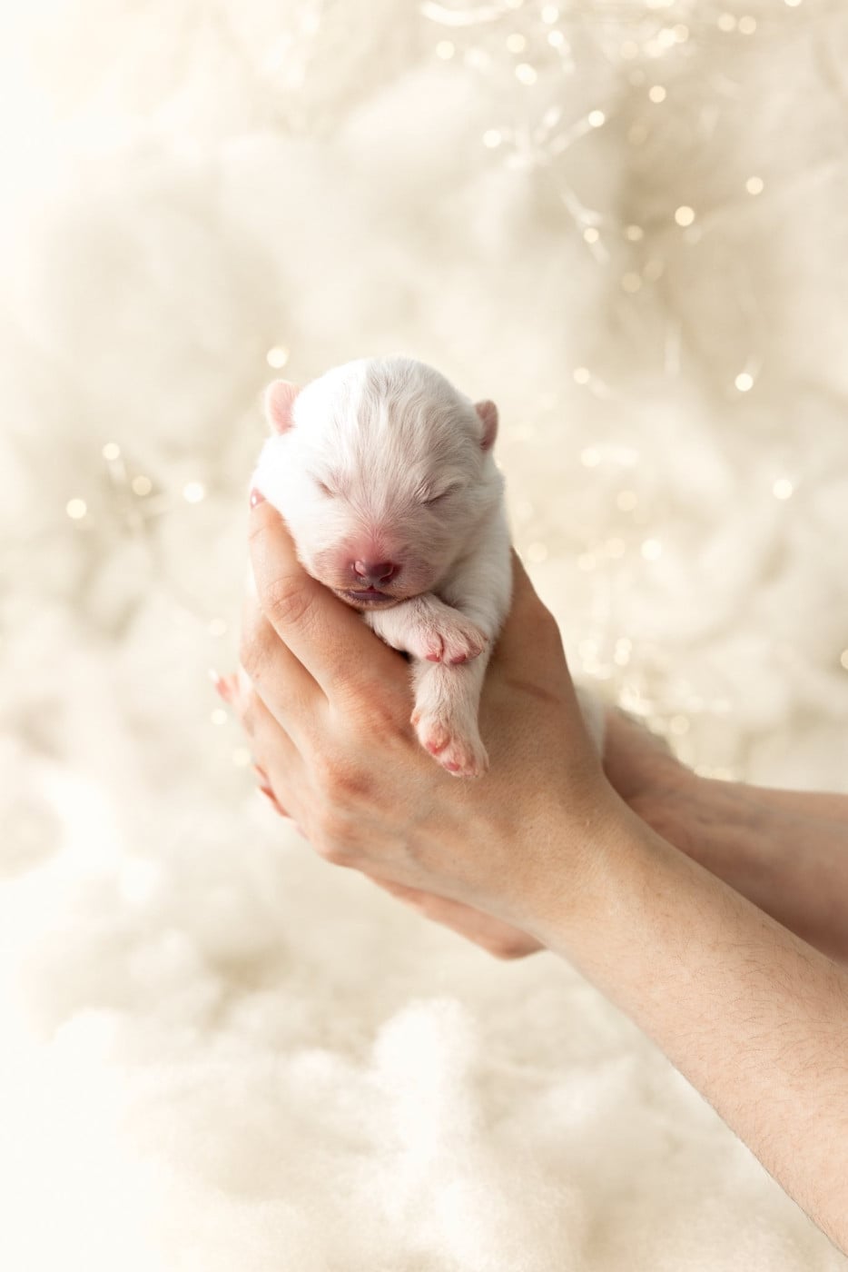 Chiot N°5 - Samoyède