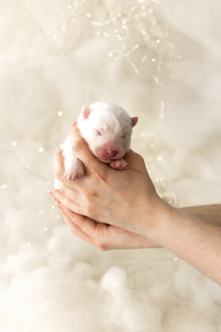 Chiot N°6 - Samoyède