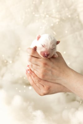 Les chiots de Samoyède