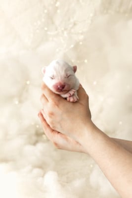 Les chiots de Samoyède