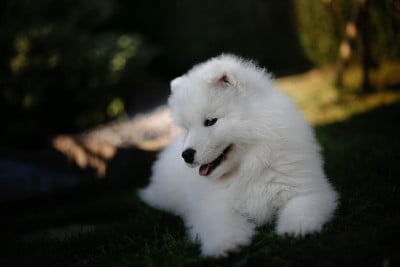 Les chiots de Samoyède