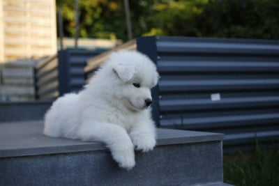 Les chiots de Samoyède