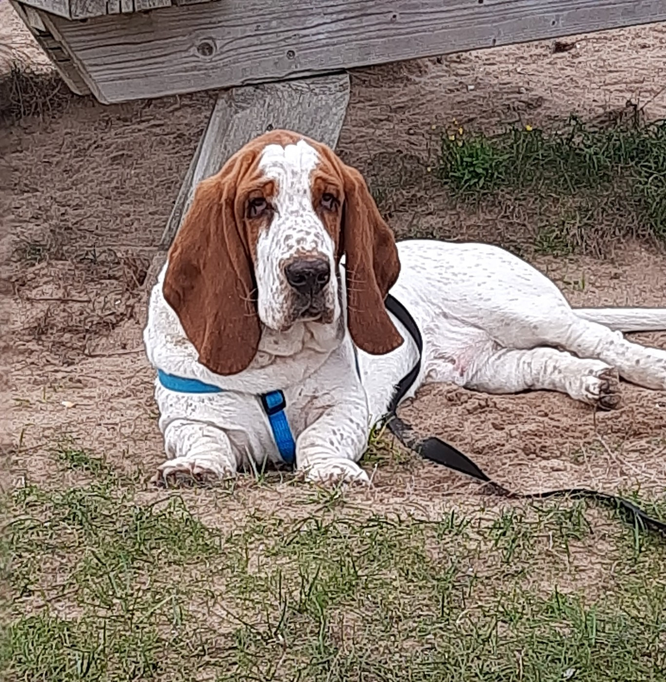 Basset Hound - Du Domaine Du Bois Dore