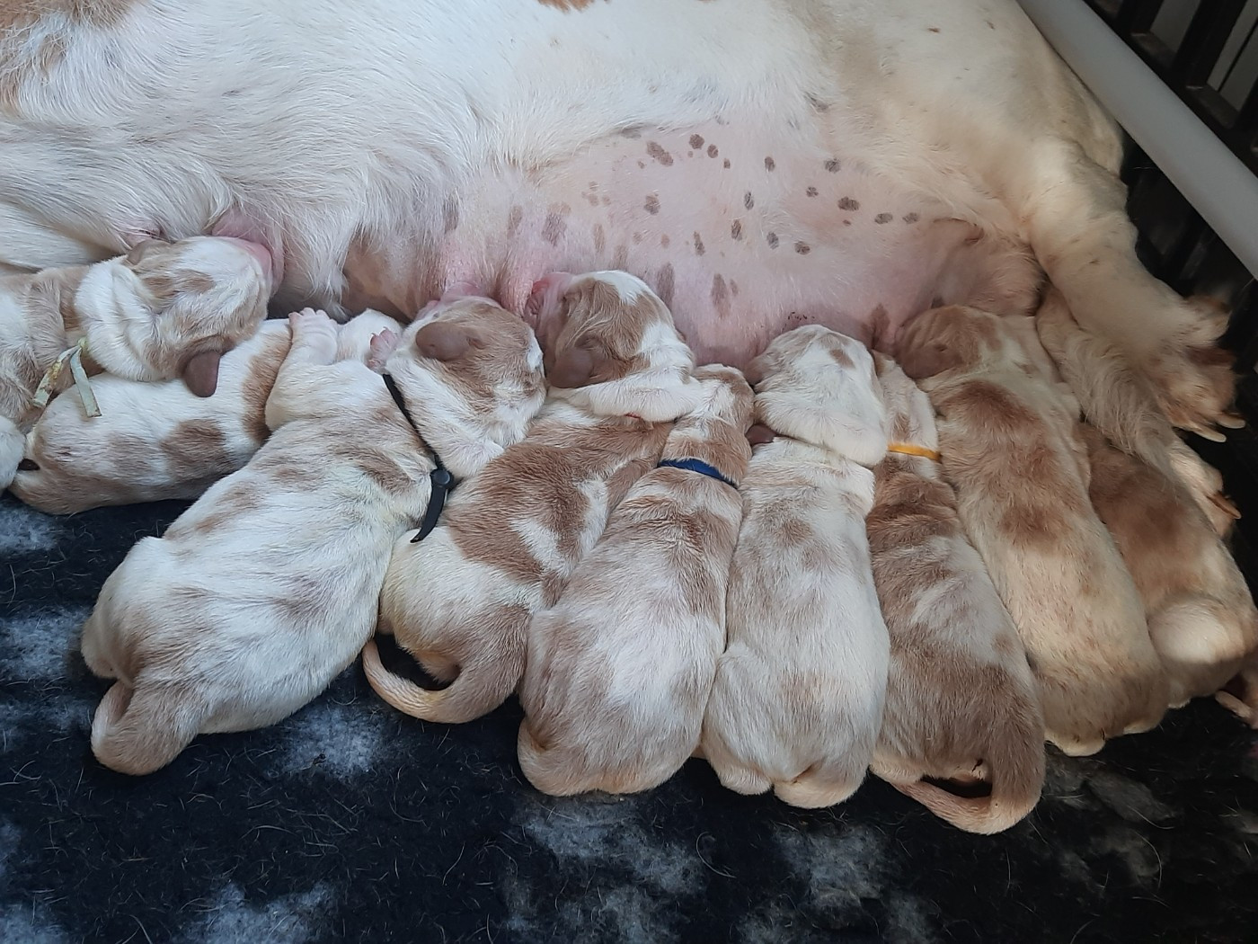 Basset Hound - Du Domaine Du Bois Dore