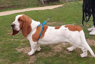 Les chiots de Basset Hound