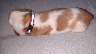 Les chiots de Basset Hound