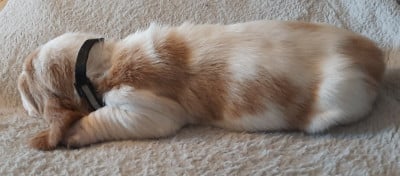 Les chiots de Basset Hound