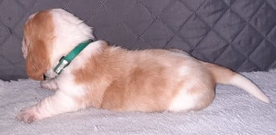 Les chiots de Basset Hound