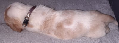 Les chiots de Basset Hound