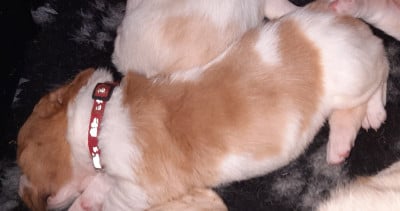 Les chiots de Basset Hound