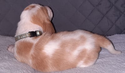 Les chiots de Basset Hound