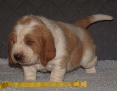 Les chiots de Basset Hound