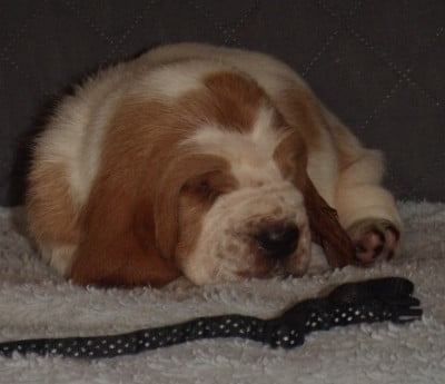 Les chiots de Basset Hound