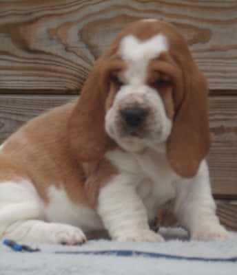 Les chiots de Basset Hound