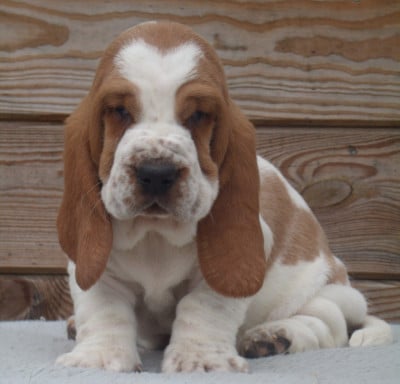 Les chiots de Basset Hound