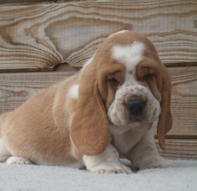 Les chiots de Basset Hound