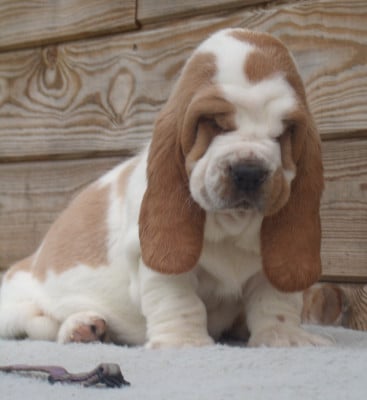 Les chiots de Basset Hound