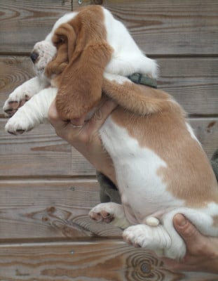 Les chiots de Basset Hound