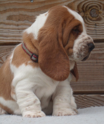 Les chiots de Basset Hound