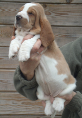 Les chiots de Basset Hound