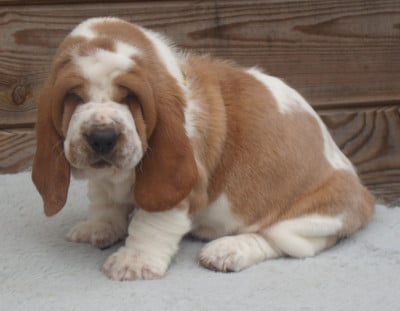 Les chiots de Basset Hound