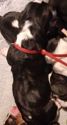 Les chiots de Basset Hound