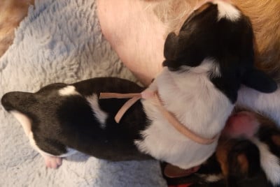 Les chiots de Basset Hound