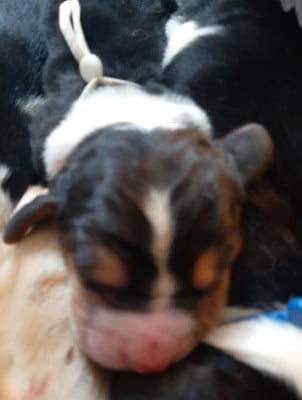 Les chiots de Basset Hound