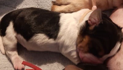 Les chiots de Basset Hound