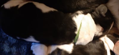 Les chiots de Basset Hound