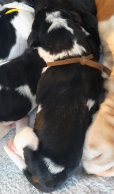 Les chiots de Basset Hound