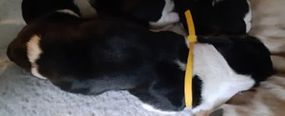 Les chiots de Basset Hound