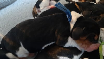 Les chiots de Basset Hound