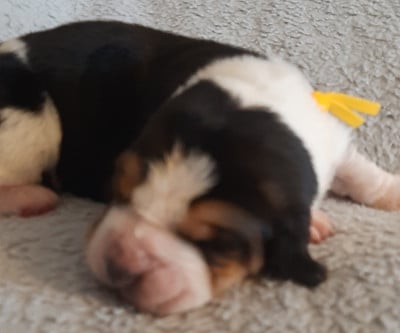 Les chiots de Basset Hound