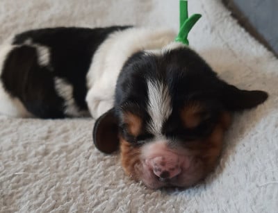 Les chiots de Basset Hound
