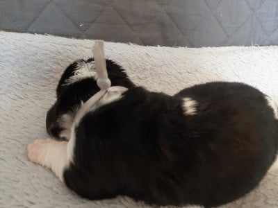 Les chiots de Basset Hound