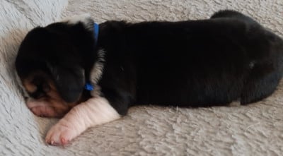 Les chiots de Basset Hound